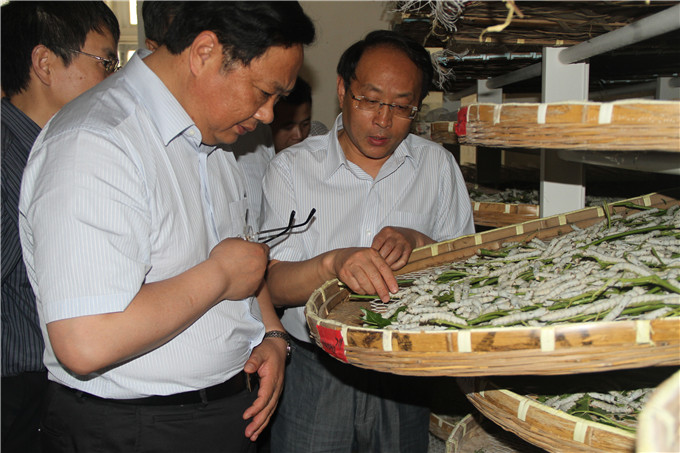 王正喜调研江宁G13地块和凯发蚕种公司