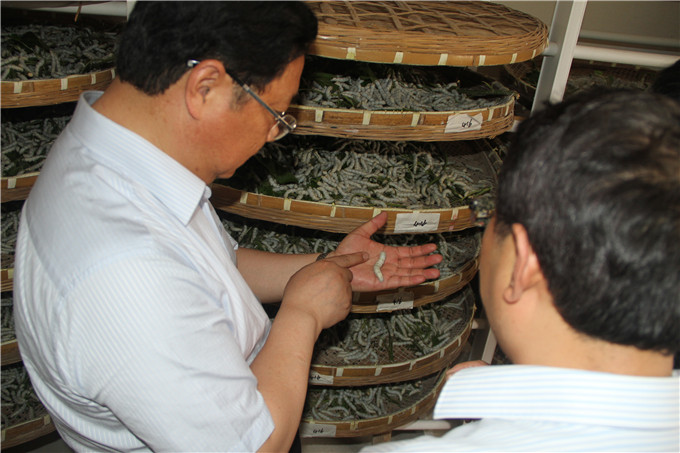 王正喜调研江宁G13地块和凯发蚕种公司
